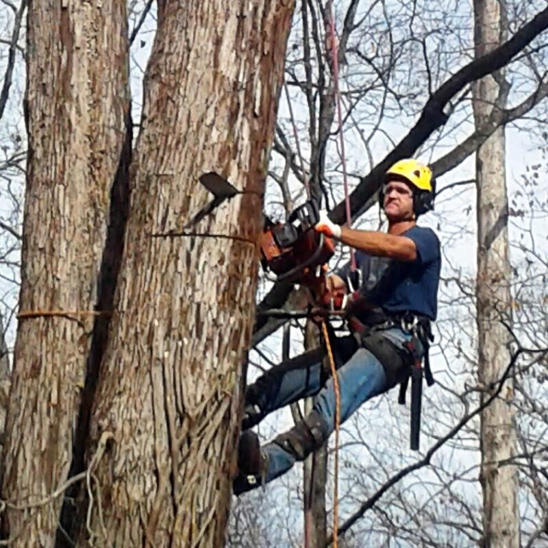 Tree Removal Service - Conyers, Loganville, Snellville, Grayson, Monroe - U-SaveMore Tree Service